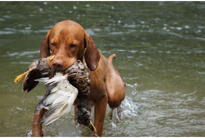 Accessori per cani da caccia: tutto per il benessere del nostro ausiliare