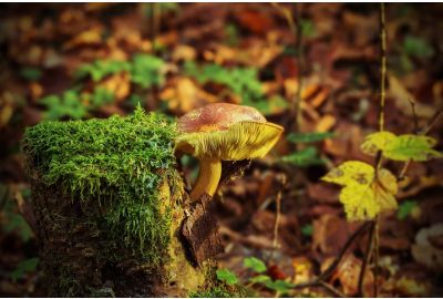 Andare a funghi: gli accessori giusti per vivere al meglio questa passione