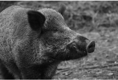 L’abbigliamento per la caccia al cinghiale: come cacciare in sicurezza